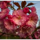 Sakura - Japanische Kirschblüte