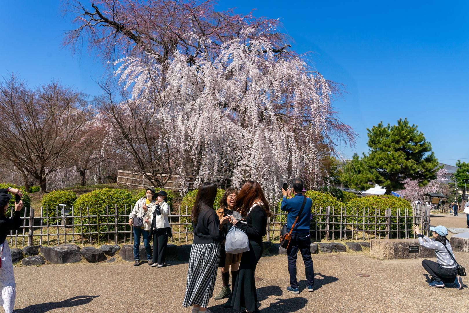 Sakura - Kirschbaumblüte 1