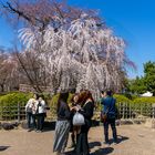 Sakura - Kirschbaumblüte 1