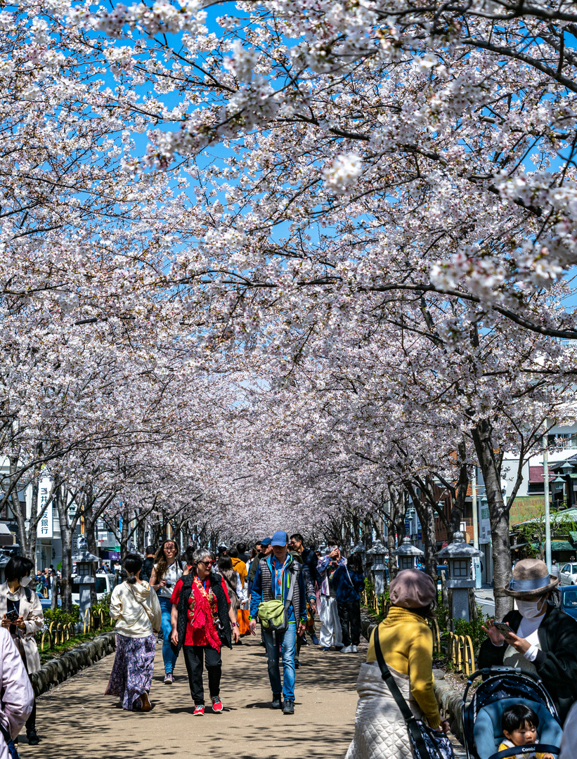 Sakura - Kirschbaumblüte 3