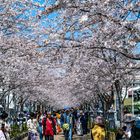 Sakura - Kirschbaumblüte 3