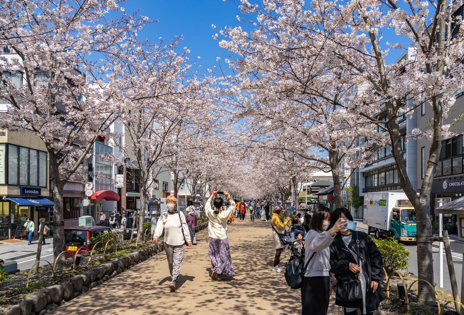 Sakura - Kirschbaumblüte 4