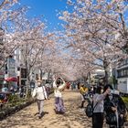 Sakura - Kirschbaumblüte 4
