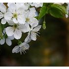 Sakura - Kirschblüte