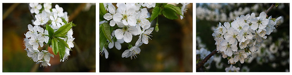 Sakura - Kirschblüte