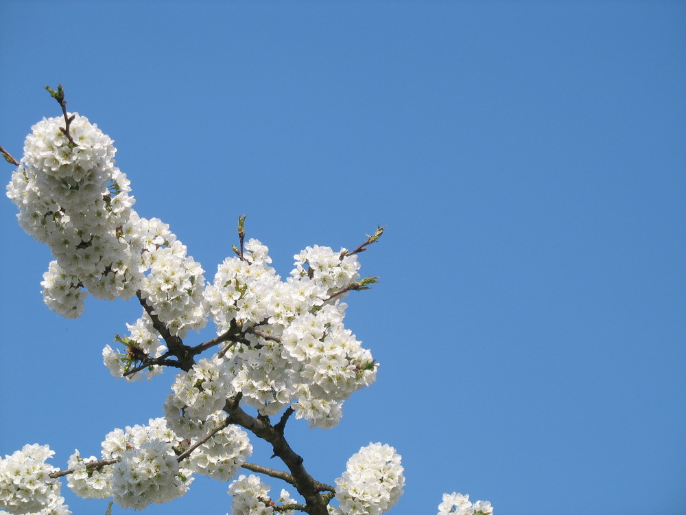 Sakura (Kirschblüte)