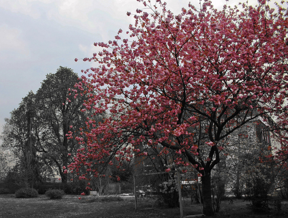 Sakura = Kirschblüte