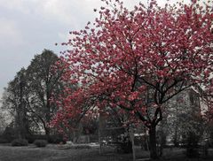 Sakura = Kirschblüte