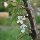 Sakura - Kirschblüte