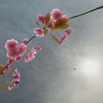 Sakura / Kirschblüten