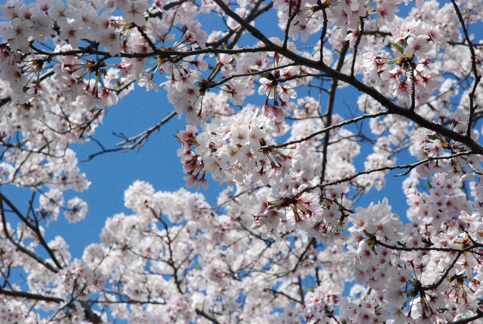 Sakura Kobe April09