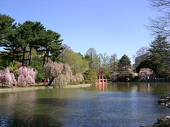 Sakura Matsuri 2006 Brooklyn Botanic Garden