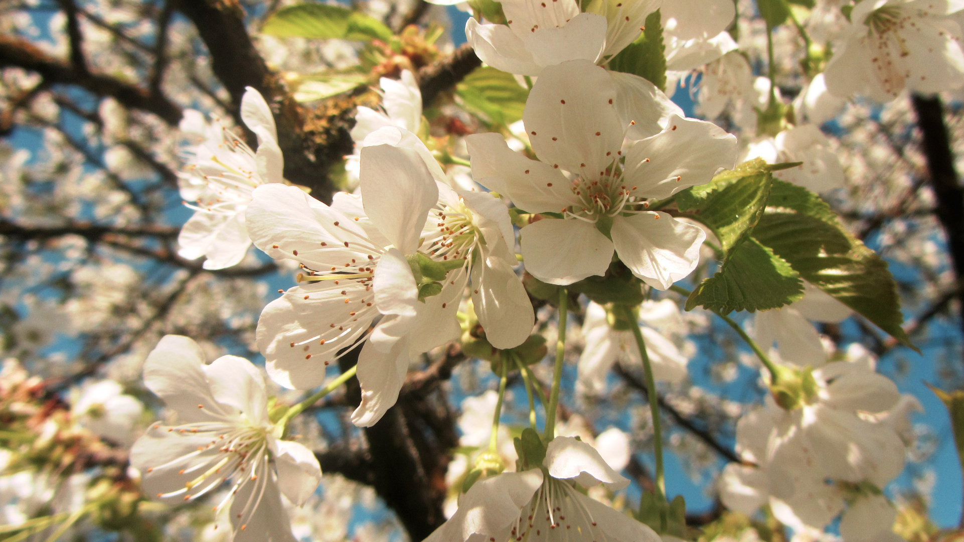 Sakura ~ meine geliebte Kirschblüte