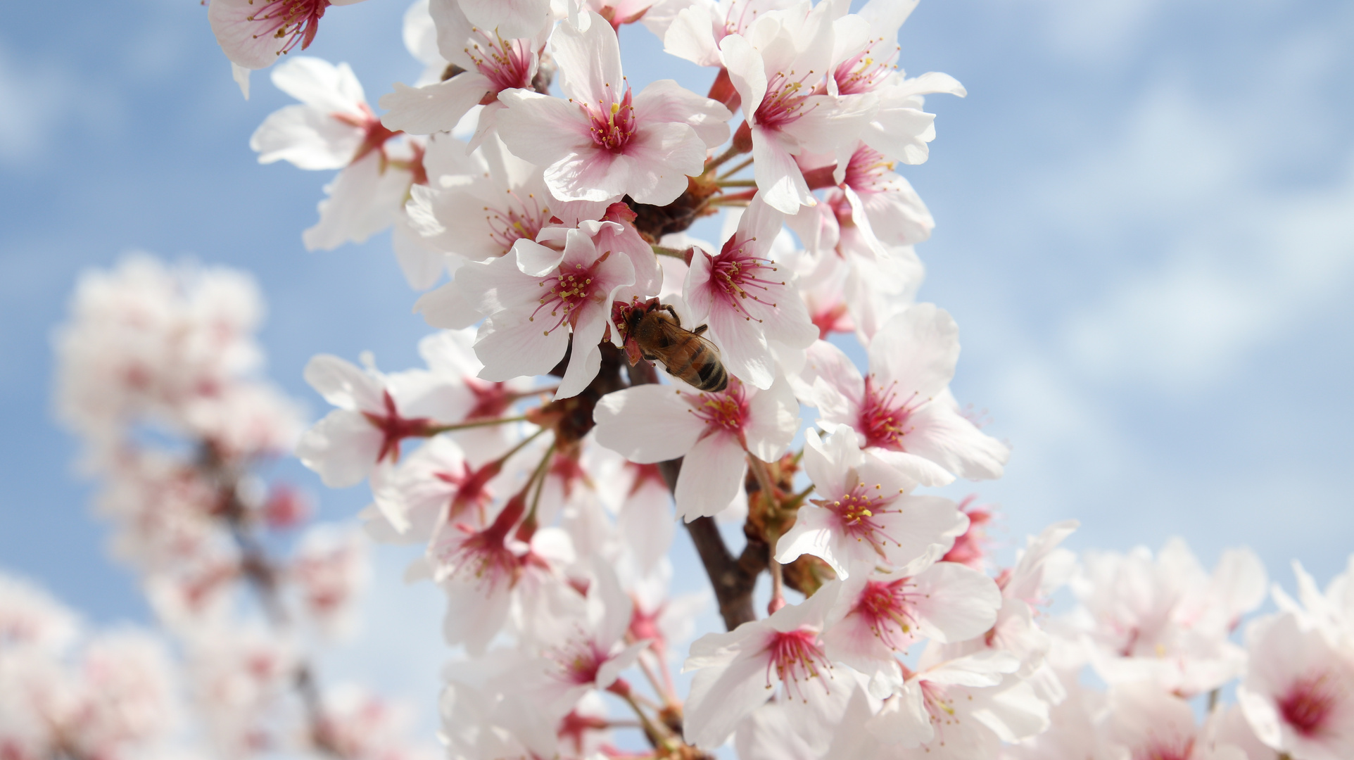 Sakura & Mitsubachi