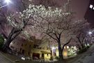 SAKURA Night by silvermist 