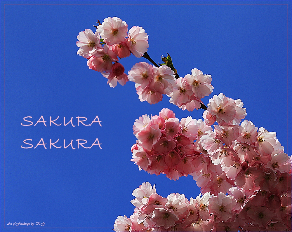 Sakura, Sakura