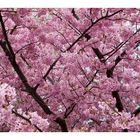Sakura Sakura-3