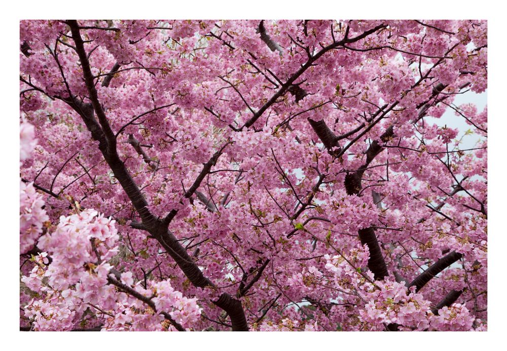 Sakura Sakura-3