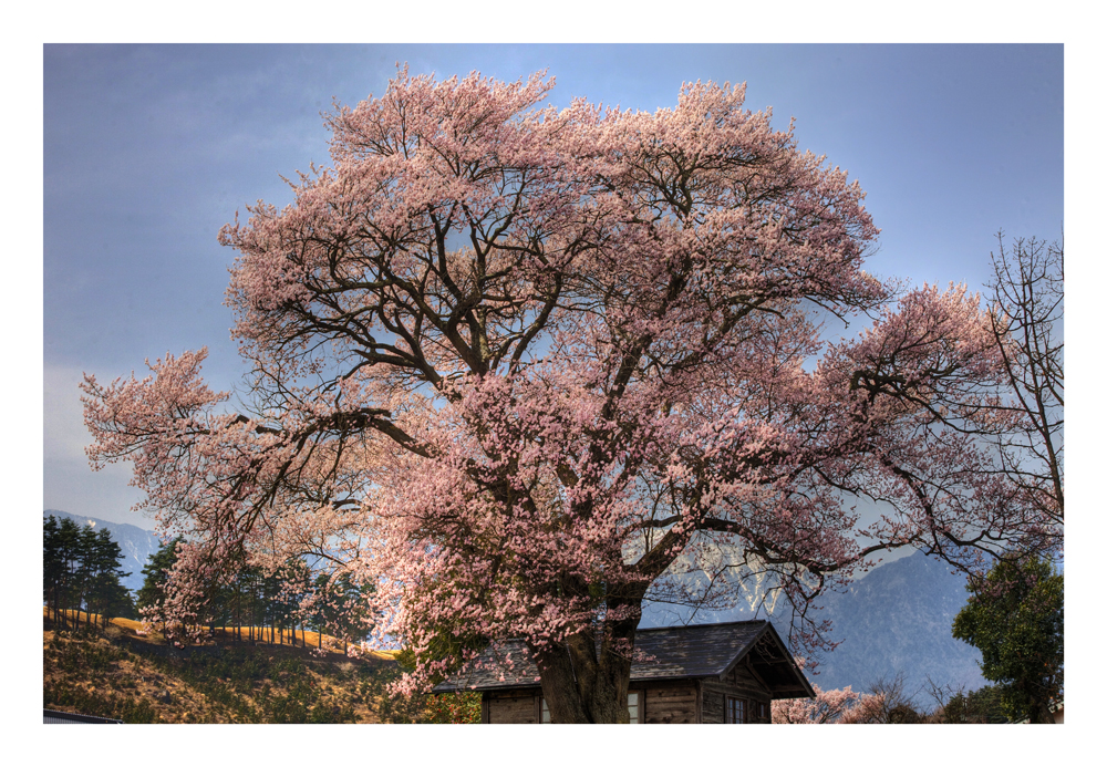 Sakura Sakura