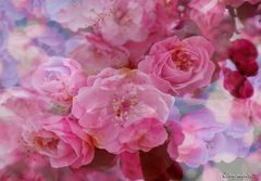 Sakura, sakura