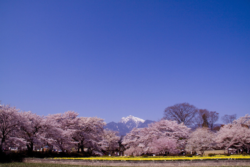 SAKURA SAKURA 5