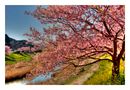 Sakura Sakura-6 de Tad Kanazaki 
