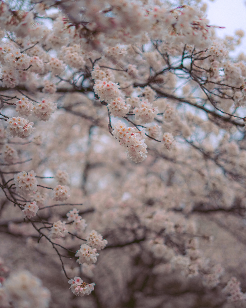 Sakura Season