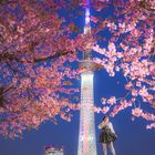 Sakura Skytree