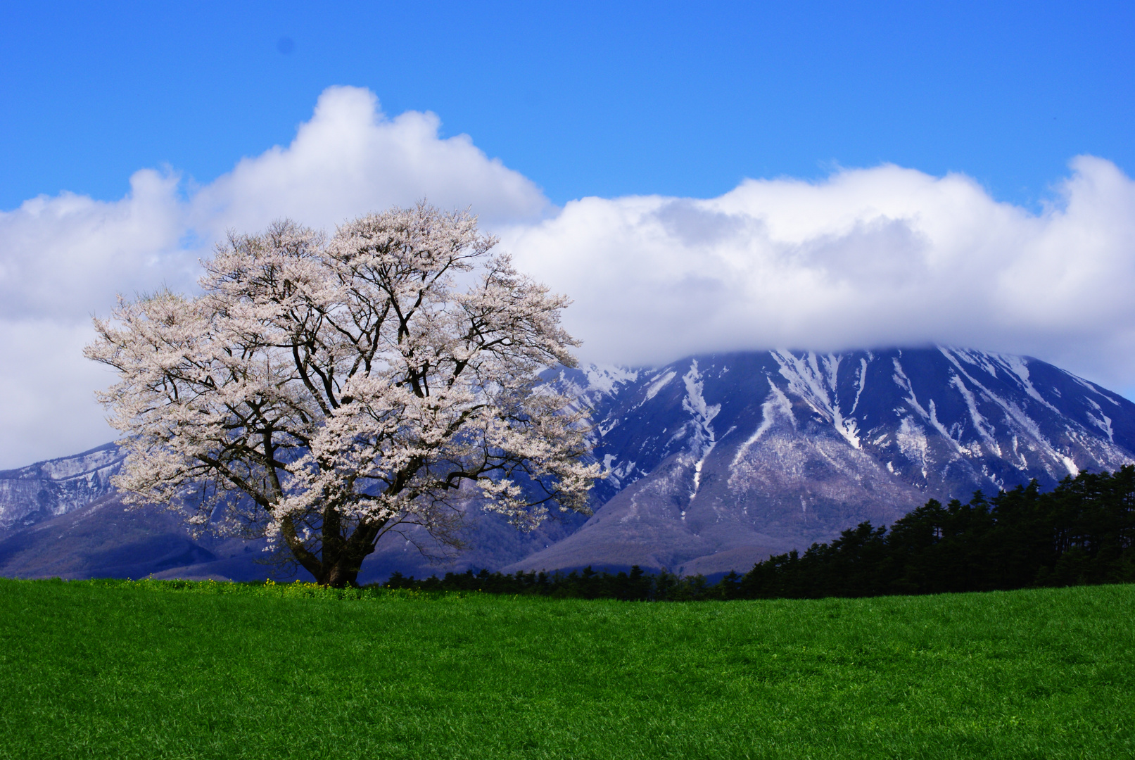 Sakura - Stand Alone