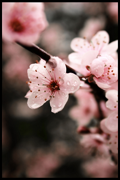 Sakura-tree