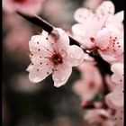 Sakura-tree