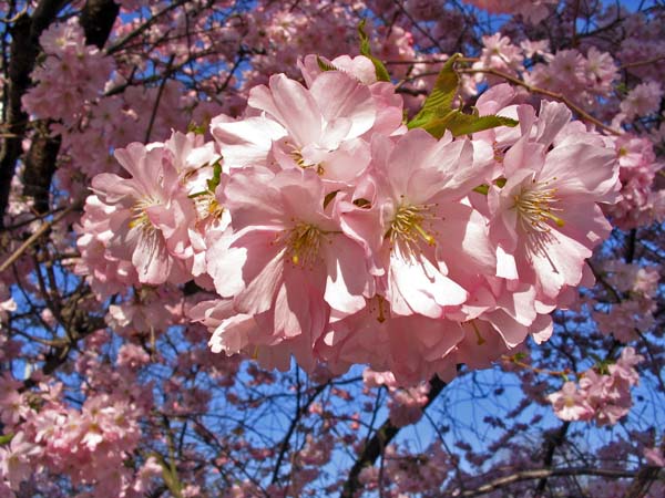 Sakura- Verbessert