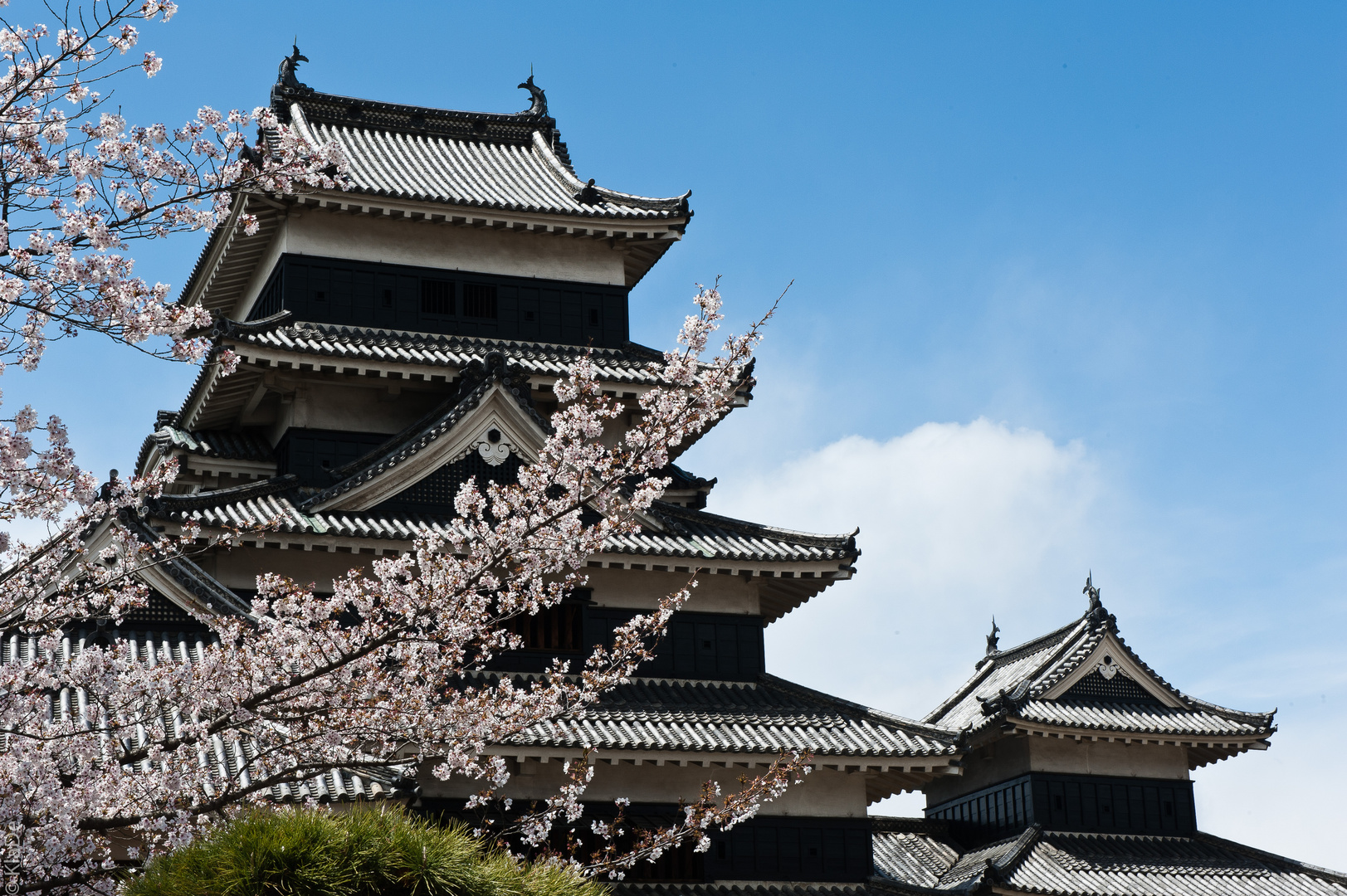 Sakura vor der Burg in Matsumoto