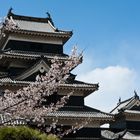 Sakura vor der Burg in Matsumoto