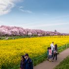 Sakura Zeit, schönste Zeit in Japan