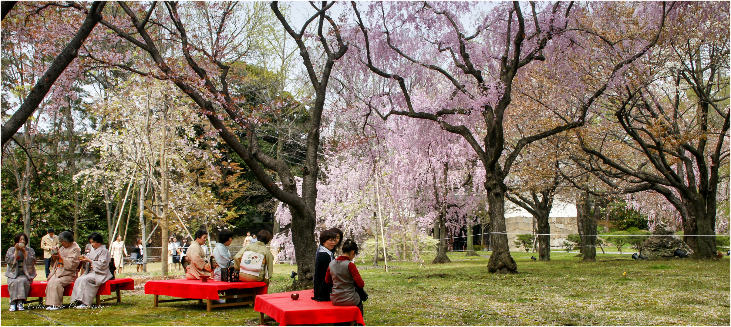 Sakura Zeit - Teezeremonie in Kyoto