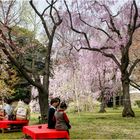 Sakura Zeit - Teezeremonie in Kyoto