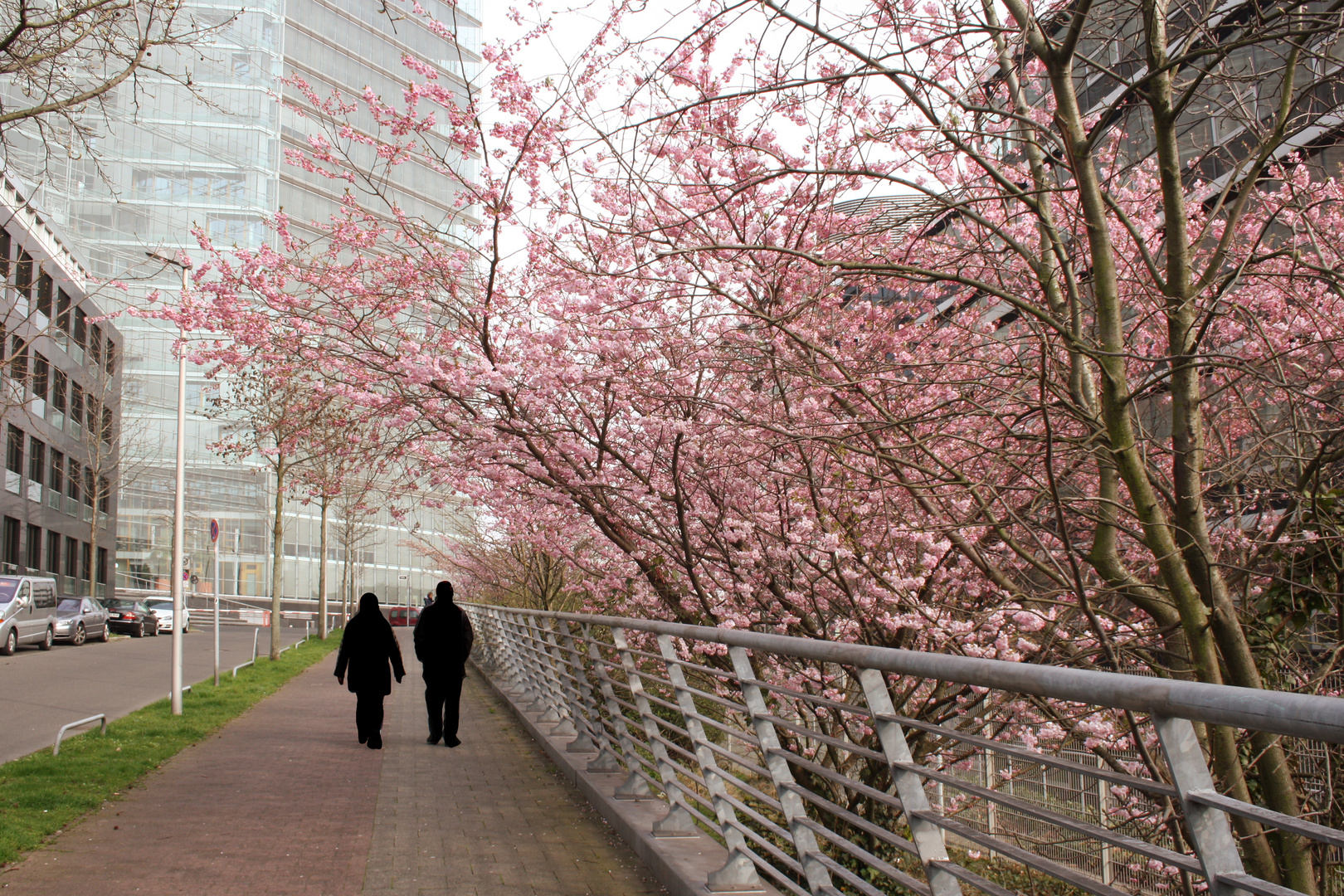 Sakurablüten in Düsseldorf :)