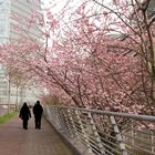 Sakurablüten in Düsseldorf :)