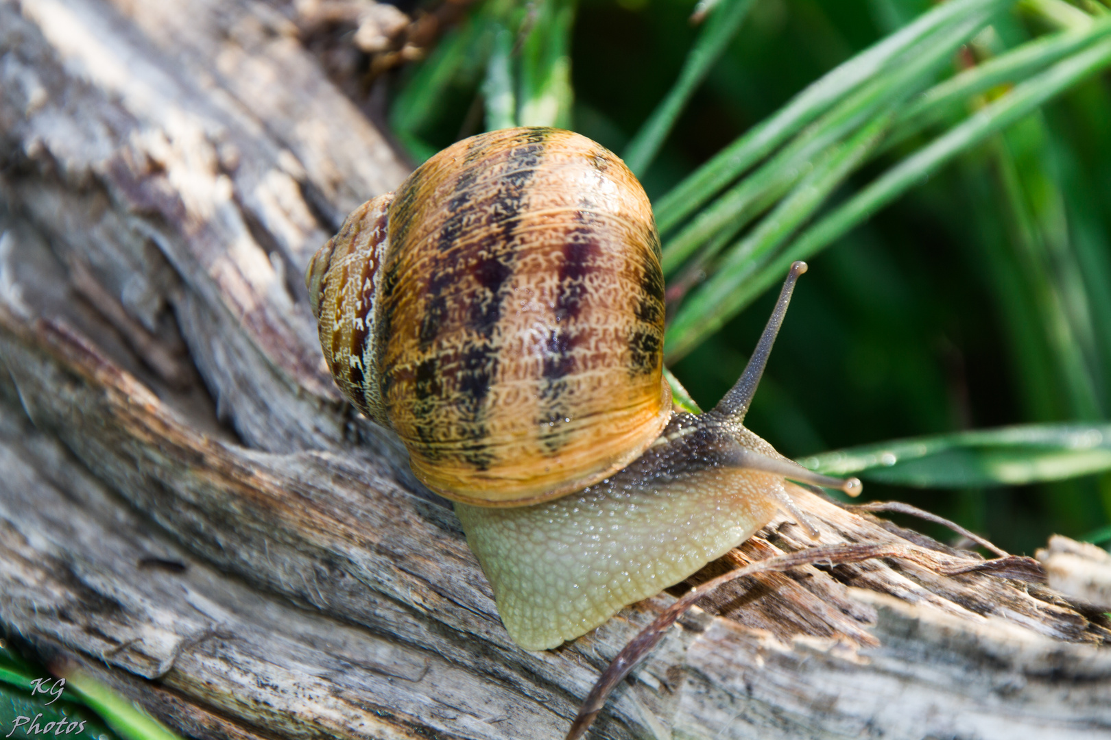 sal sal CARACOL