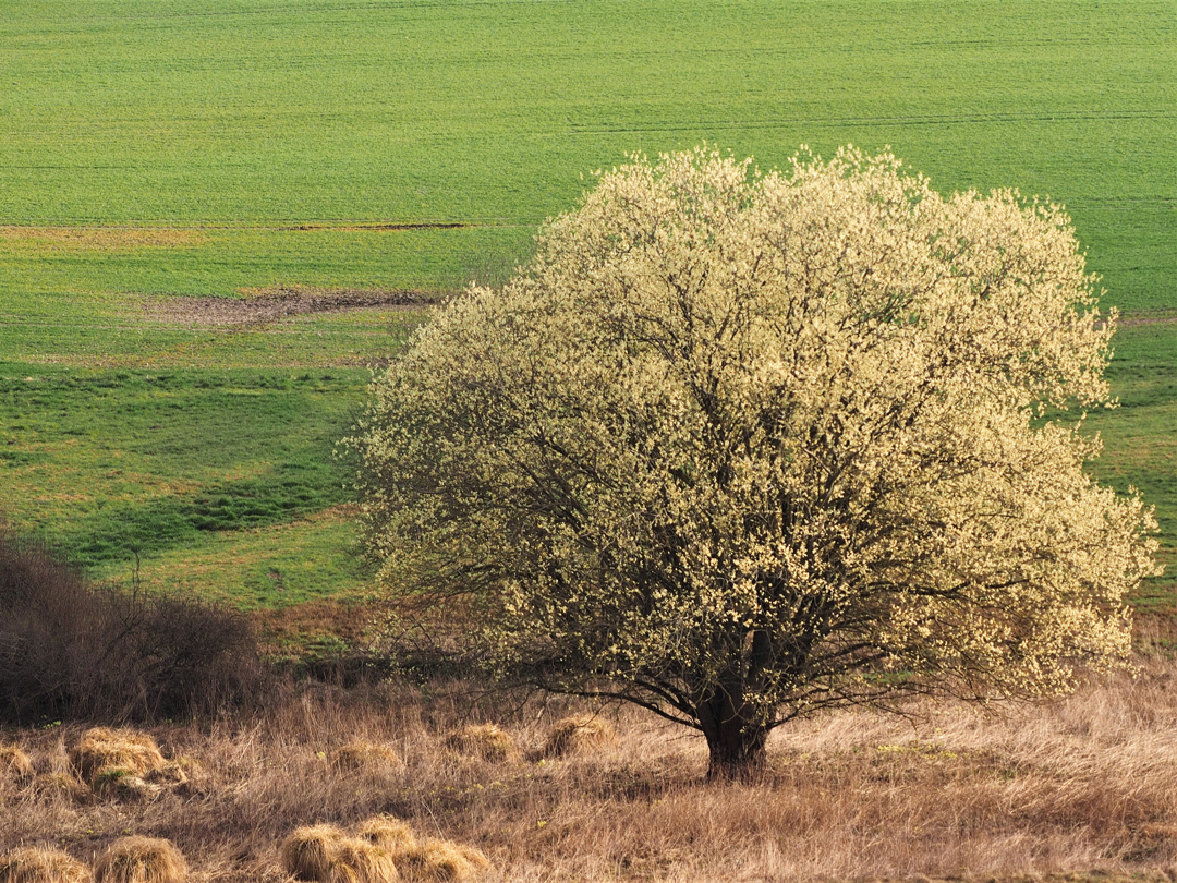 Sal-Weide, (Salix caprea)