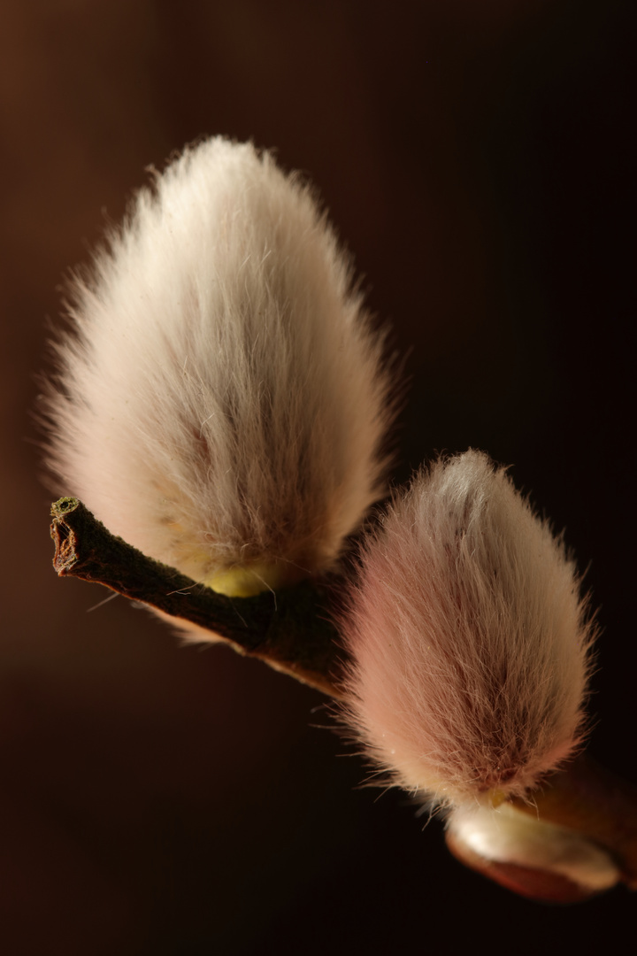 Sal-Weide (Salix caprea), Weidengewächse