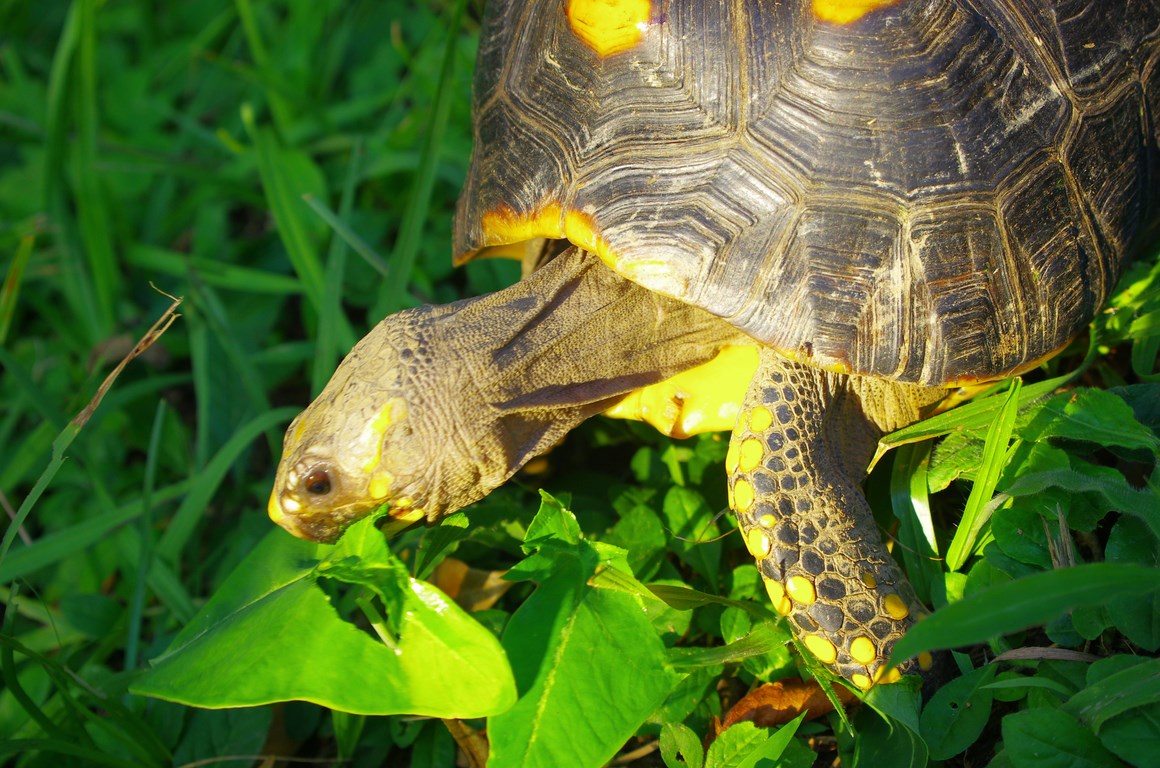 Salad for mr. turtle