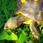 Salad for mr. turtle