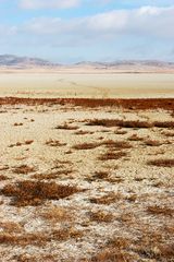 Saladar con Salicornia