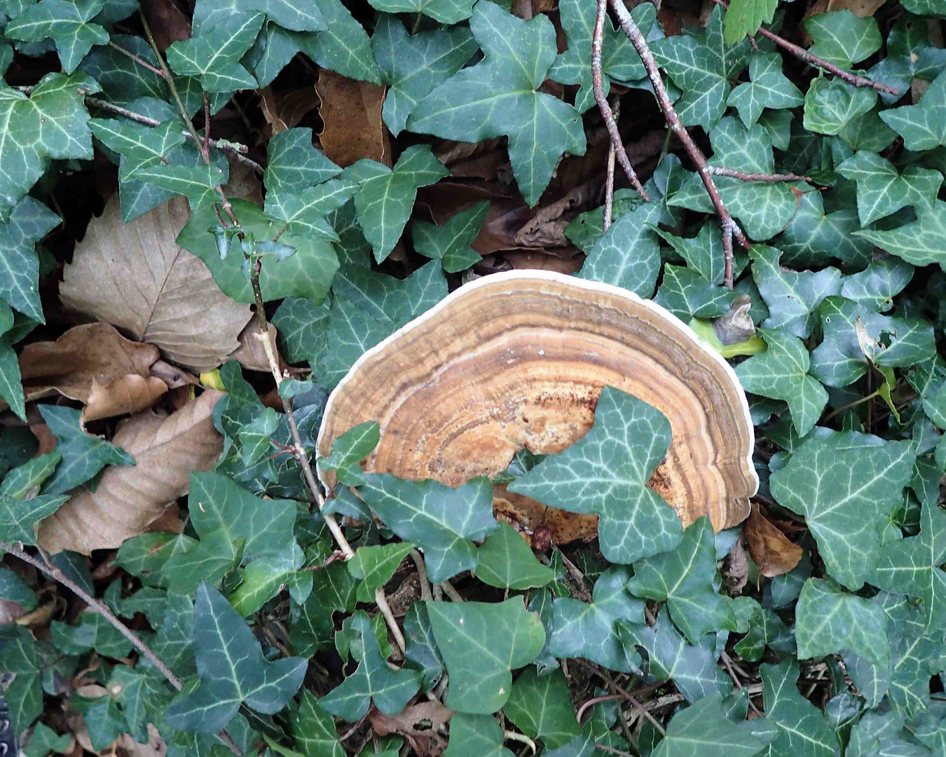 salade de saison en sous-bois