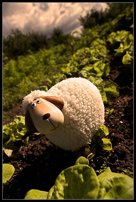 Saladeating Apocalyptic Sheep