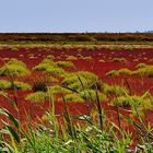 Saladelle, la fleur des gardians!