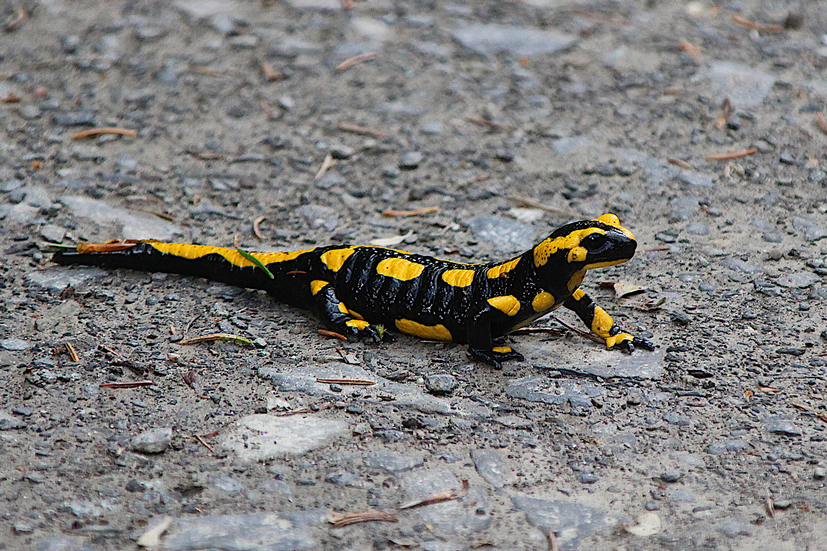 Salamander