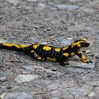 Salamander